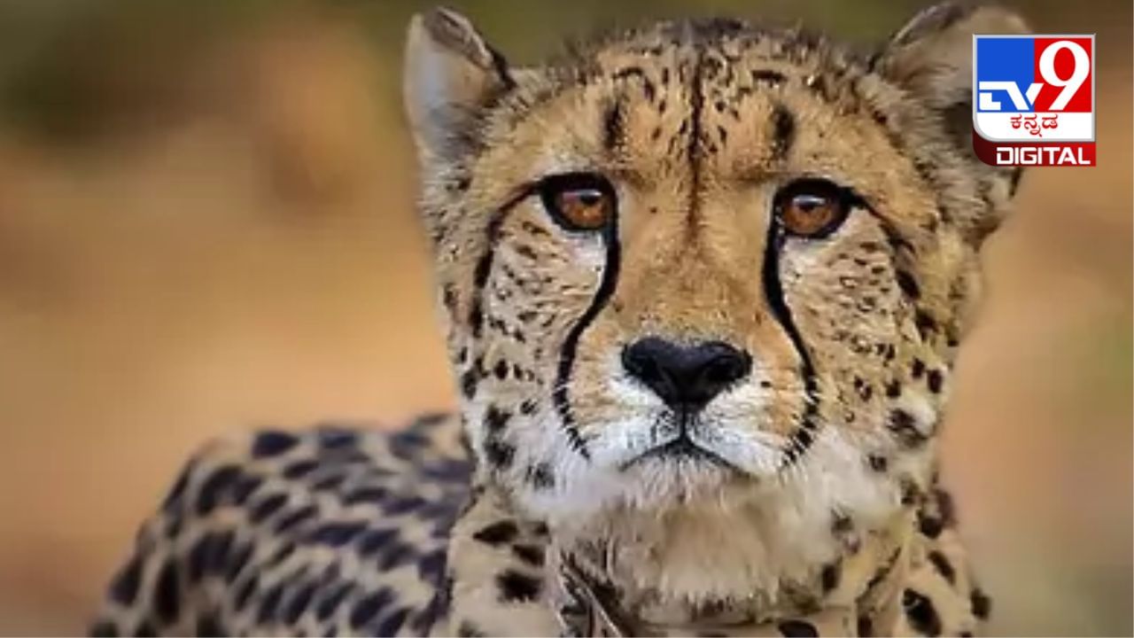 Cheetah Death: ಕುನೋ ರಾಷ್ಟ್ರೀಯ ಉದ್ಯಾನವನದಲ್ಲಿ ಮತ್ತೊಂದು ಚೀತಾ ಸಾವು, 3 ತಿಂಗಳಲ್ಲಿ ಮೂರನೇ ಘಟನೆ