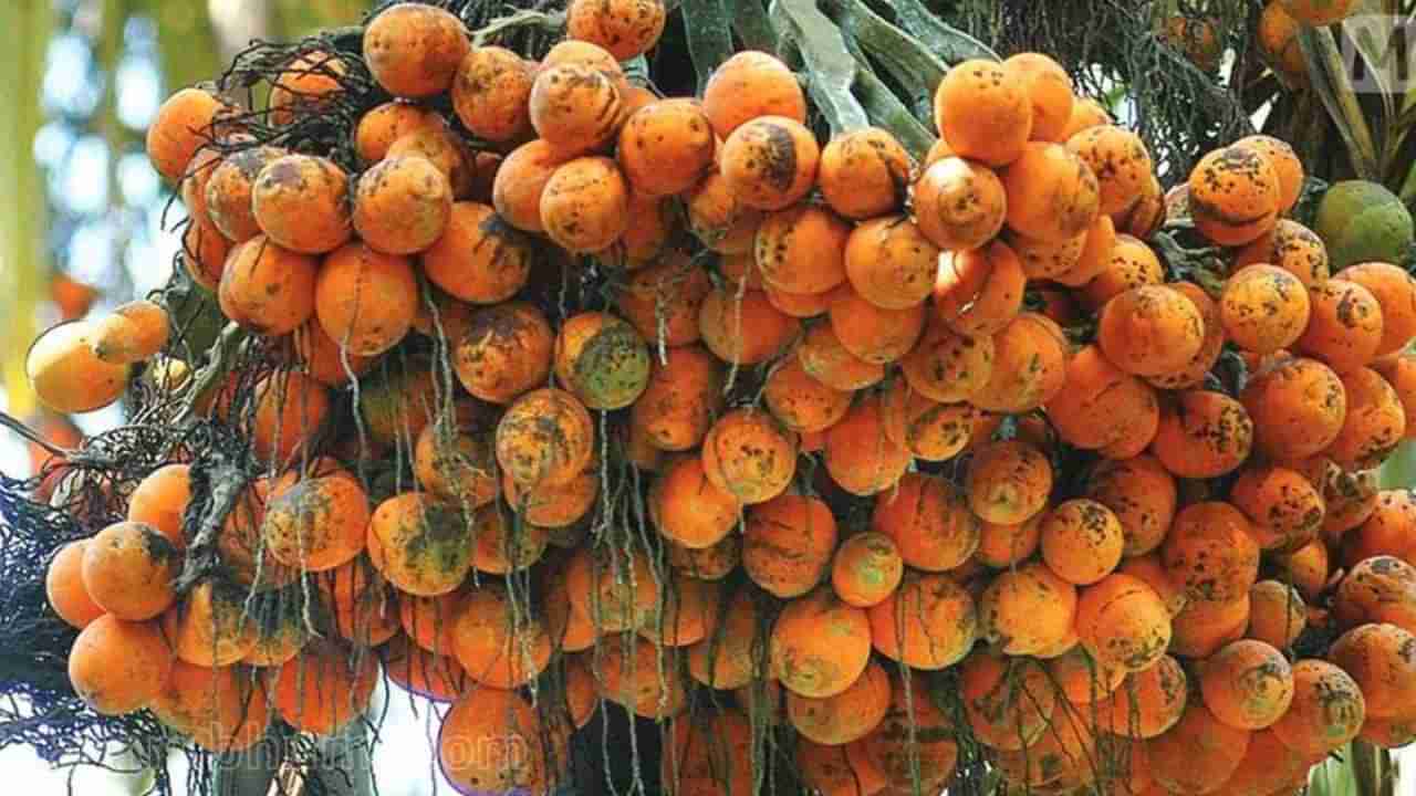 Arecanut Price 29 ಮೇ: ಅಡಿಕೆ ರೇಟ್, ಇಂದಿನ ಅಡಿಕೆ ಧಾರಣೆ ಎಲ್ಲೆಲ್ಲಿ ಎಷ್ಟಿದೆ? ಇಲ್ಲಿದೆ ಮಾಹಿತಿ