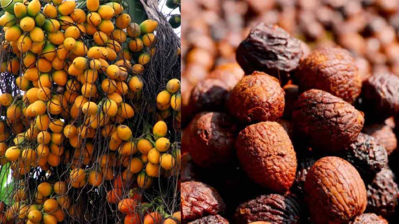 Arecanut Price: 31 ಮೇ ಅಡಿಕೆ ರೇಟ್, ಇಂದಿನ ಅಡಿಕೆ ಧಾರಣೆ ಎಲ್ಲೆಲ್ಲಿ ಎಷ್ಟಿದೆ? ಇಲ್ಲಿದೆ ಮಾಹಿತಿ Arecanut Price: 31 ಮೇ ಅಡಿಕೆ ರೇಟ್, ಇಂದಿನ ಅಡಿಕೆ ಧಾರಣೆ ಎಲ್ಲೆಲ್ಲಿ ಎಷ್ಟಿದೆ? ಇಲ್ಲಿದೆ ಮಾಹಿತಿ