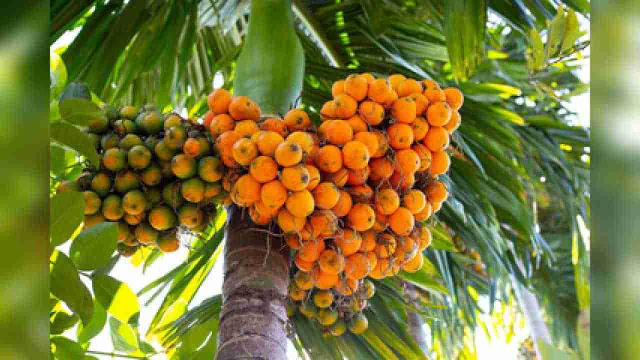 Arecanut Price: 25 ಮೇ ಅಡಿಕೆ ರೇಟ್, ಇಂದಿನ ಅಡಿಕೆ ಧಾರಣೆ ಎಲ್ಲೆಲ್ಲಿ ಎಷ್ಟಿದೆ? ಇಲ್ಲಿದೆ ಮಾಹಿತಿ