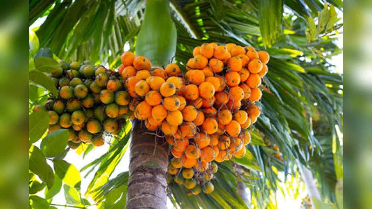 Arecanut Price: 25 ಮೇ ಅಡಿಕೆ ರೇಟ್, ಇಂದಿನ ಅಡಿಕೆ ಧಾರಣೆ ಎಲ್ಲೆಲ್ಲಿ ಎಷ್ಟಿದೆ? ಇಲ್ಲಿದೆ ಮಾಹಿತಿ Arecanut Price: 25 ಮೇ ಅಡಿಕೆ ರೇಟ್, ಇಂದಿನ ಅಡಿಕೆ ಧಾರಣೆ ಎಲ್ಲೆಲ್ಲಿ ಎಷ್ಟಿದೆ? ಇಲ್ಲಿದೆ ಮಾಹಿತಿ