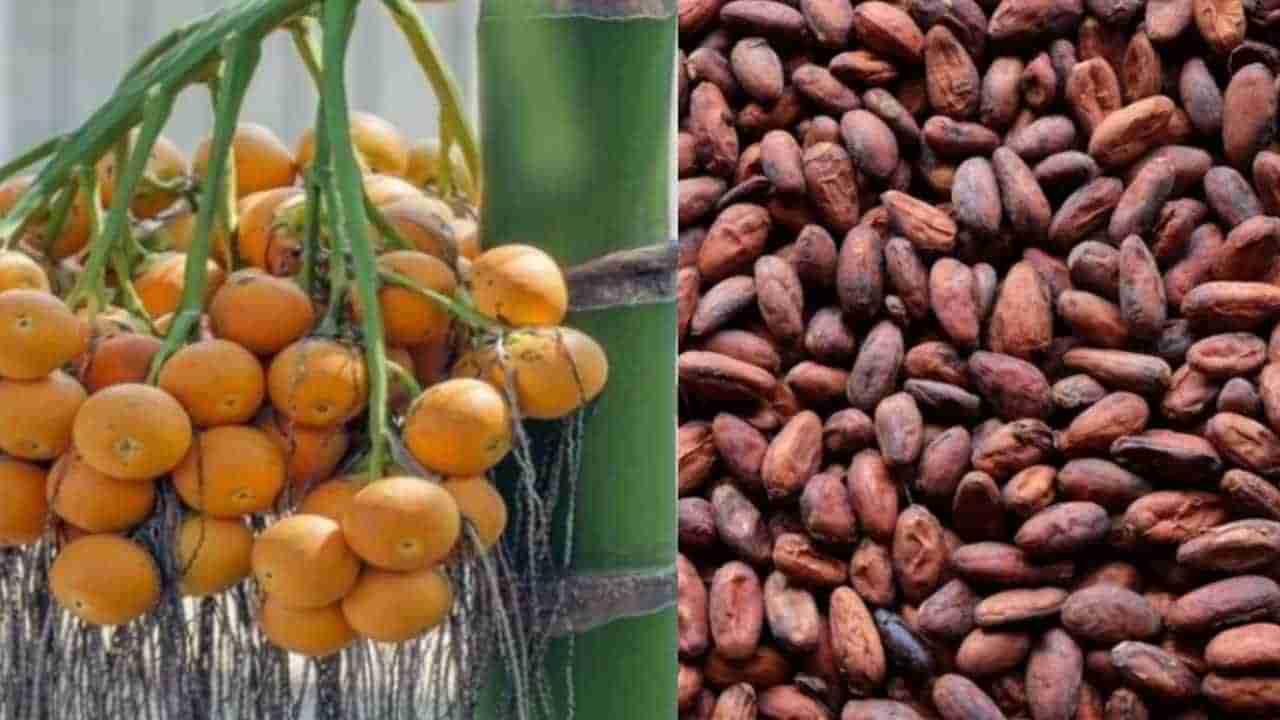 Arecanut Price: 30 ಮೇ ಅಡಿಕೆ ರೇಟ್, ಇಂದಿನ ಅಡಿಕೆ ಧಾರಣೆ ಎಲ್ಲೆಲ್ಲಿ ಎಷ್ಟಿದೆ? ಇಲ್ಲಿದೆ ಮಾಹಿತಿ