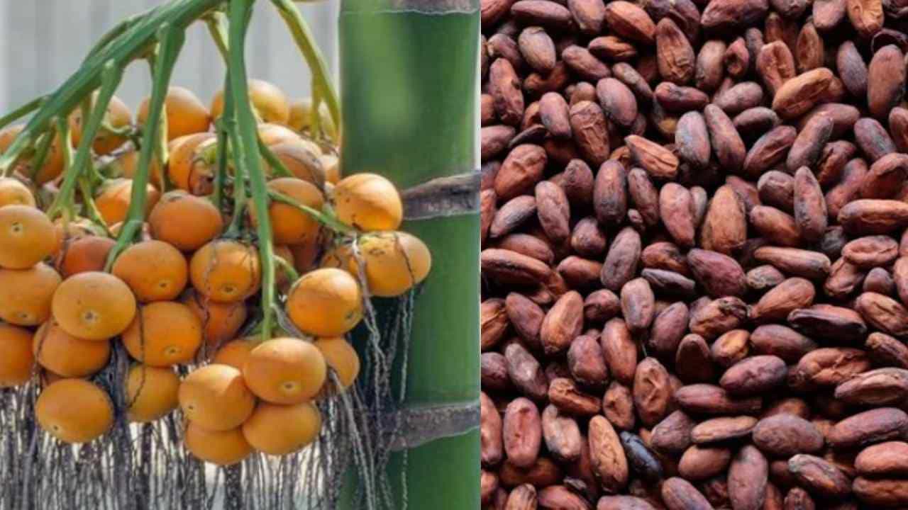 Arecanut Price: 30 ಮೇ ಅಡಿಕೆ ರೇಟ್, ಇಂದಿನ ಅಡಿಕೆ ಧಾರಣೆ ಎಲ್ಲೆಲ್ಲಿ ಎಷ್ಟಿದೆ? ಇಲ್ಲಿದೆ ಮಾಹಿತಿ
