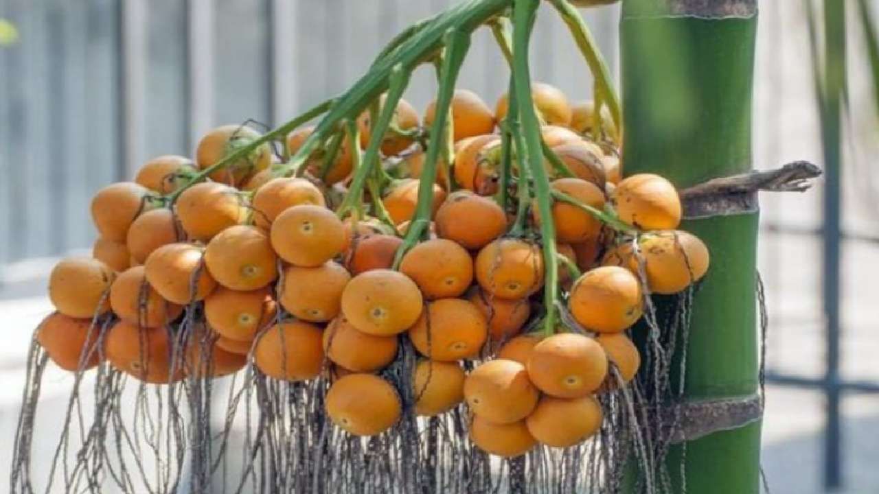 Arecanut Price: ಇಂದಿನ ಅಡಿಕೆ ಧಾರಣೆ, ಎಲ್ಲೆಲ್ಲಿ ಎಷ್ಟಿದೆ: ಇಲ್ಲಿದೆ ಮಾಹಿತಿ Arecanut Price: ಇಂದಿನ ಅಡಿಕೆ ಧಾರಣೆ, ಎಲ್ಲೆಲ್ಲಿ ಎಷ್ಟಿದೆ: ಇಲ್ಲಿದೆ ಮಾಹಿತಿ
