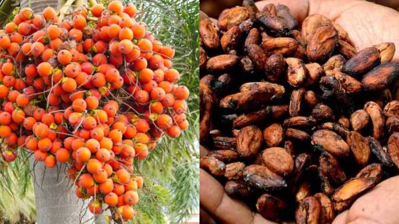 Arecanut Price: ಇಂದಿನ ಅಡಿಕೆ ಧಾರಣೆ, 20 ಮೇ 2023 ಅಡಿಕೆ ರೇಟ್ ಎಲ್ಲೆಲ್ಲಿ ಎಷ್ಟಿದೆ? ಇಲ್ಲಿದೆ ಮಾಹಿತಿ Arecanut Price: ಇಂದಿನ ಅಡಿಕೆ ಧಾರಣೆ, 20 ಮೇ 2023 ಅಡಿಕೆ ರೇಟ್ ಎಲ್ಲೆಲ್ಲಿ ಎಷ್ಟಿದೆ? ಇಲ್ಲಿದೆ ಮಾಹಿತಿ