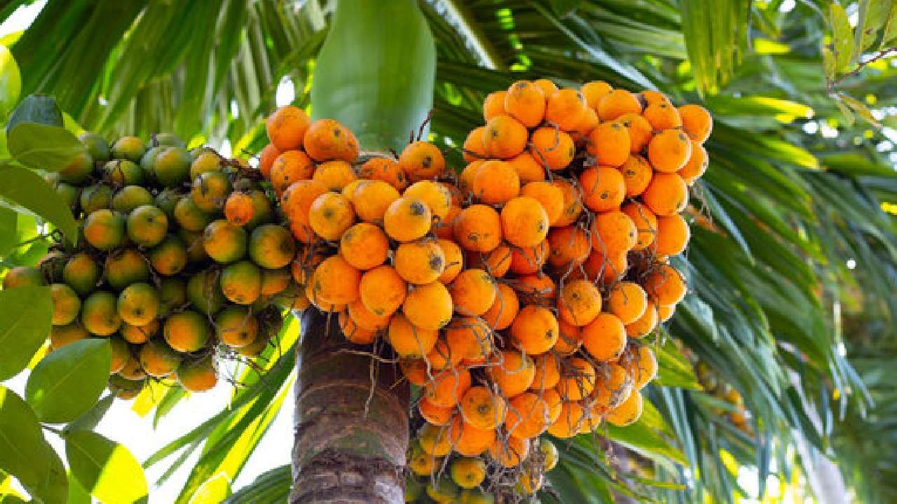 Arecanut Price: ಇಂದಿನ ಅಡಿಕೆ ಧಾರಣೆ, ಎಲ್ಲೆಲ್ಲಿ ಎಷ್ಟಿದೆ: ಇಲ್ಲಿದೆ ಮಾಹಿತಿ Arecanut Price: ಇಂದಿನ ಅಡಿಕೆ ಧಾರಣೆ, ಎಲ್ಲೆಲ್ಲಿ ಎಷ್ಟಿದೆ: ಇಲ್ಲಿದೆ ಮಾಹಿತಿ