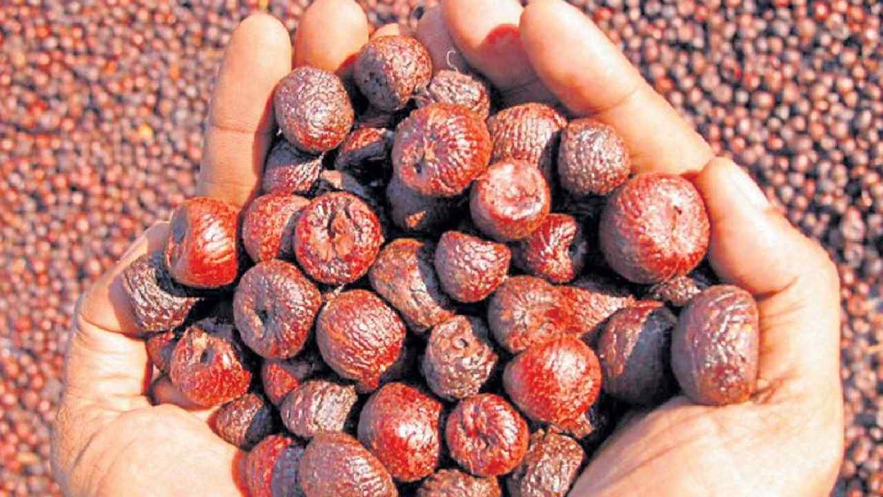 Arecanut Price: ಇಂದಿನ ಅಡಿಕೆ ಧಾರಣೆ, ಎಲ್ಲೆಲ್ಲಿ ಎಷ್ಟಿದೆ? ಇಲ್ಲಿದೆ ಮಾಹಿತಿ Arecanut Price: ಇಂದಿನ ಅಡಿಕೆ ಧಾರಣೆ, ಎಲ್ಲೆಲ್ಲಿ ಎಷ್ಟಿದೆ? ಇಲ್ಲಿದೆ ಮಾಹಿತಿ