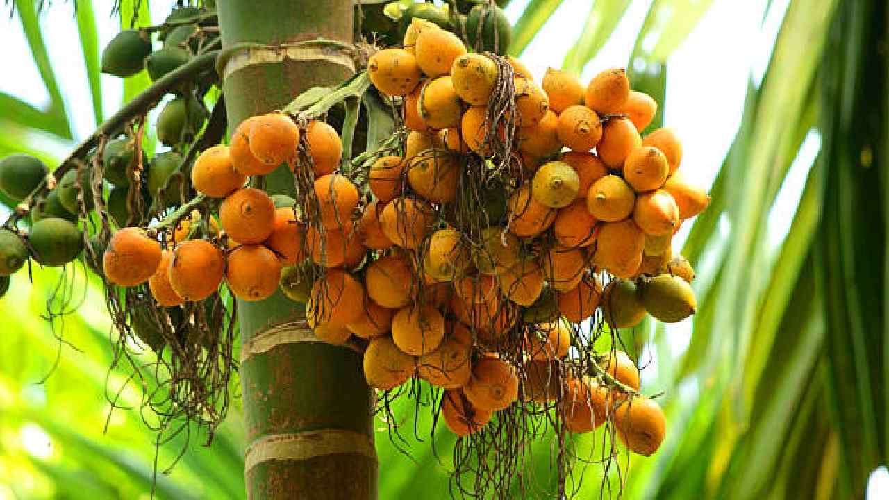 Arecanut Price: ಇಂದಿನ ಅಡಿಕೆ ಧಾರಣೆ, ಎಲ್ಲೆಲ್ಲಿ ಎಷ್ಟಿದೆ? ಇಲ್ಲಿದೆ ಮಾಹಿತಿ Arecanut Price: ಇಂದಿನ ಅಡಿಕೆ ಧಾರಣೆ, ಎಲ್ಲೆಲ್ಲಿ ಎಷ್ಟಿದೆ? ಇಲ್ಲಿದೆ ಮಾಹಿತಿ
