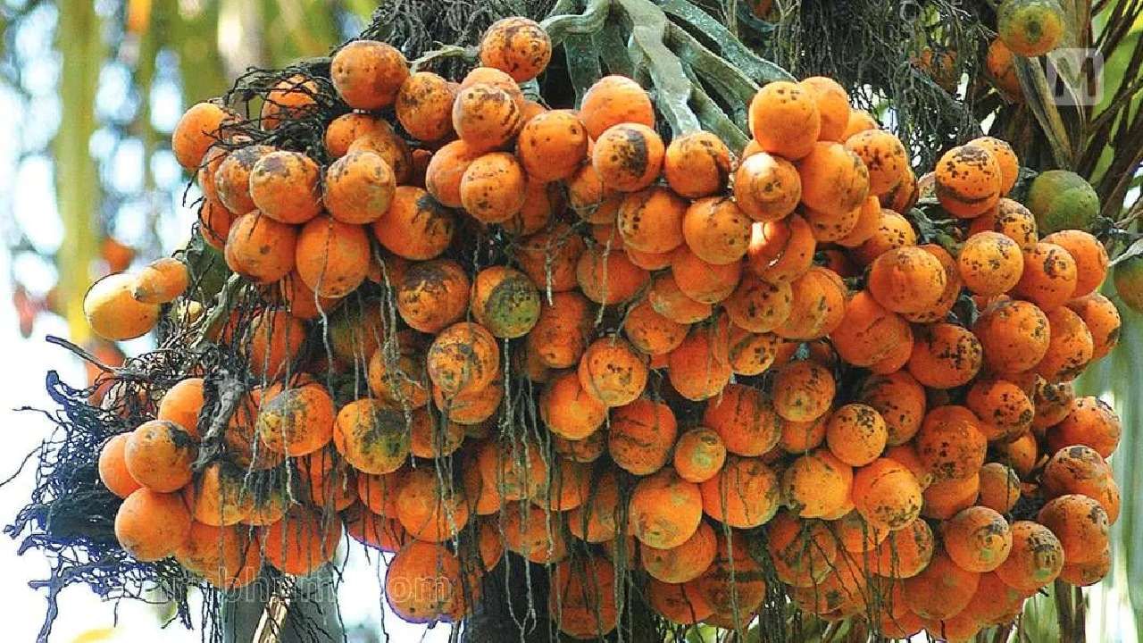 Arecanut Price: ಇಂದಿನ ಅಡಿಕೆ ಧಾರಣೆ, ಎಲ್ಲೆಲ್ಲಿ ಎಷ್ಟಿದೆ: ಇಲ್ಲಿದೆ ಮಾಹಿತಿ Arecanut Price: ಇಂದಿನ ಅಡಿಕೆ ಧಾರಣೆ, ಎಲ್ಲೆಲ್ಲಿ ಎಷ್ಟಿದೆ: ಇಲ್ಲಿದೆ ಮಾಹಿತಿ