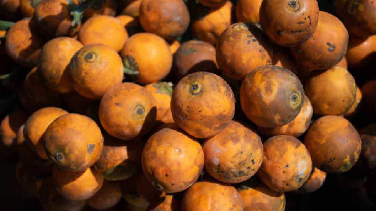 Arecanut Price: 23 ಮೇ 2023 ಅಡಿಕೆ ರೇಟ್, ಇಂದಿನ ಅಡಿಕೆ ಧಾರಣೆ ಎಲ್ಲೆಲ್ಲಿ ಎಷ್ಟಿದೆ? ಇಲ್ಲಿದೆ ಮಾಹಿತಿ