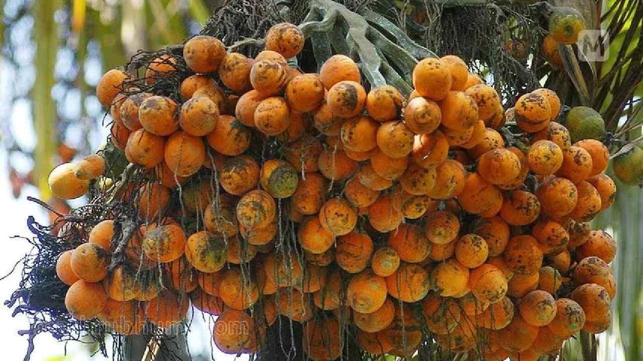 Arecanut Price: 22 ಮೇ 2023 ಅಡಿಕೆ ರೇಟ್, ಇಂದಿನ ಅಡಿಕೆ ಧಾರಣೆ ಎಲ್ಲೆಲ್ಲಿ ಎಷ್ಟಿದೆ? ಇಲ್ಲಿದೆ ಮಾಹಿತಿ Arecanut Price: 22 ಮೇ 2023 ಅಡಿಕೆ ರೇಟ್, ಇಂದಿನ ಅಡಿಕೆ ಧಾರಣೆ ಎಲ್ಲೆಲ್ಲಿ ಎಷ್ಟಿದೆ? ಇಲ್ಲಿದೆ ಮಾಹಿತಿ