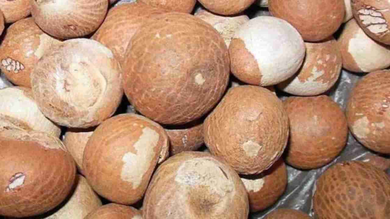 Arecanut Price: ಇಂದಿನ ಅಡಿಕೆ ಧಾರಣೆ, ಎಲ್ಲೆಲ್ಲಿ ಎಷ್ಟಿದೆ? ಇಲ್ಲಿದೆ ಮಾಹಿತಿ