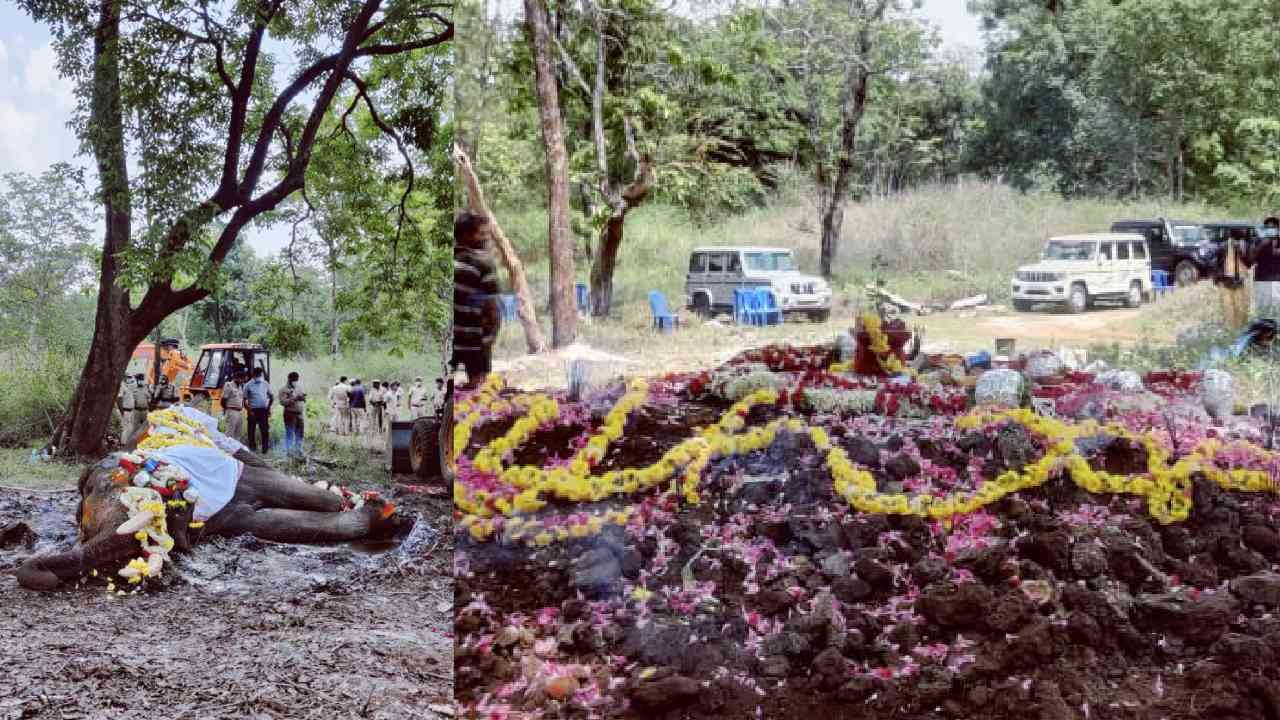 ಅತ್ಯಂತ ಸೌಮ್ಯ ಸ್ವಭಾವಿಯಾಗಿದ್ದ ಬಲರಾಮ ಅರಣ್ಯ ಇಲಾಖೆಯ ಅಧಿಕಾರಿಗಳು ಮಾತ್ರವಲ್ಲದೆ, ಸಾರ್ವಜನಿಕರ ಗಮನವನ್ನು ಸೆಳೆದಿತ್ತು. 1999ರಿಂದ 2011ರವರೆಗೆ ಸತತ 14 ಬಾರಿ ಚಿನ್ನದ ಅಂಬಾರಿಯನ್ನು ನಿರಾಯಾಸವಾಗಿ ಅರಮನೆ ಆವರಣದಿಂದ ಬನ್ನಿಮಂಟಪದವರೆಗೂ ಹೊತ್ತು, ಪ್ರೀತಿಗೆ ಪಾತ್ರವಾಗಿತ್ತು.