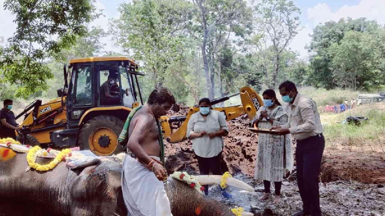 ಮೈಸೂರಿನ ಹುಣಸೂರು ವ್ಯಾಪ್ತಿಯ ಭೀಮನಕಟ್ಟೆ ಆನೆ ಶಿಬಿರದಲ್ಲಿ ಶಾಸ್ತ್ರೋಕ್ತವಾಗಿ ಪೂಜೆ ನೆರವೇರಿಸಿ  ಬಲರಾಮ ಆನೆಗೆ ವಿದಾಯ ಹೇಳಲಾಯ್ತು