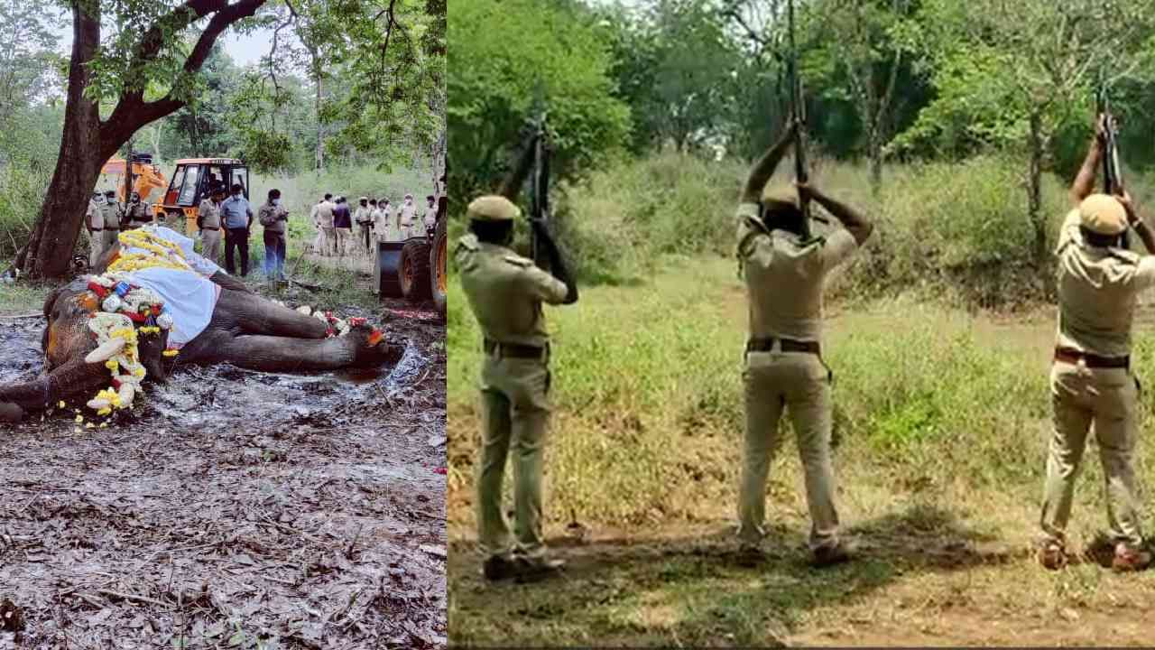 ಕಳೆದ ಐದಾರು ವರ್ಷದಿಂದ ಮತ್ತಿಗೂಡು ಆನೆ ಕ್ಯಾಂಪ್ ಸಮೀಪವಿರುವ ಹುಣಸೂರು ತಾಲೂಕಿಗೆ ಒಳಪಡುವ ಭೀಮನಕಟ್ಟೆ ಆನೆ ಕ್ಯಾಂಪ್‌ಗಳಲ್ಲಿ ಪಾಲನೆ ಮಾಡಲಾಗುತ್ತಿತ್ತು.