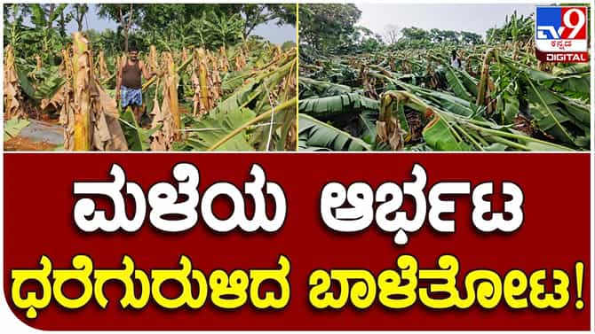 Rains cause havoc: ಮೈಸೂರಲ್ಲಿ ಧಾರಾಕಾರವಾಗಿ ಸುರಿದ ಮಳೆಗೆ ವಾಟಾಳು ಗ್ರಾಮದ ಬಾಳೆತೋಟವೊಂದು ಸರ್ವನಾಶ!