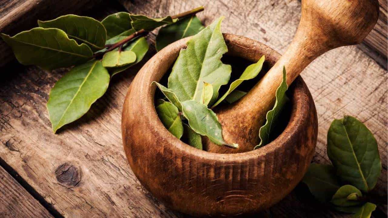 Bay Leaves: ಅಡುಗೆಯಲ್ಲಿ ರುಚಿ ಹೆಚ್ಚಿಸುವುದಲ್ಲದೆ ಪುಲಾವ್ ಎಲೆಗಳ ಆಶ್ಚರ್ಯಕರ ಉಪಯೋಗಗಳು Bay Leaves: ಅಡುಗೆಯಲ್ಲಿ ರುಚಿ ಹೆಚ್ಚಿಸುವುದಲ್ಲದೆ ಪುಲಾವ್ ಎಲೆಗಳ ಆಶ್ಚರ್ಯಕರ ಉಪಯೋಗಗಳು