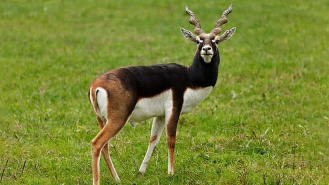 ಕೃಷ್ಣ ಮೃಗದ ಕೊಂಬು ಹಾಗೂ ಚರ್ಮ ಮಾರಾಟ ಜಾಲ ಪತ್ತೆ: ಓರ್ವನ ಬಂಧನ ಕೃಷ್ಣ ಮೃಗದ ಕೊಂಬು ಹಾಗೂ ಚರ್ಮ ಮಾರಾಟ ಜಾಲ ಪತ್ತೆ: ಓರ್ವನ ಬಂಧನ