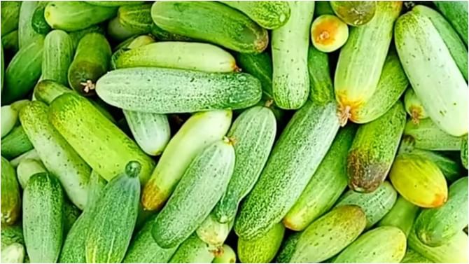 Udupi News: ಕಡು ಬೇಸಗೆ, ನೀರಿನ ಅಭಾವದ ನಡುವೆಯೂ 3 ಎಕರೆ ಸೌತೆ ಬೆಳೆದು ಅಚ್ಚರಿ ಮೂಡಿಸಿದ ಉಡುಪಿಯ ರೈತ