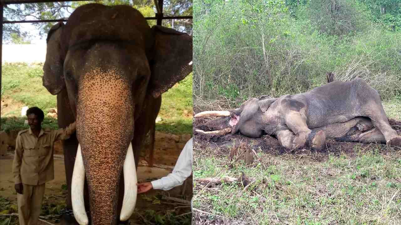 Elephant Balarama: 14 ಬಾರಿ ಮೈಸೂರು ದಸರಾ ಅಂಬಾರಿ ಹೊತ್ತಿದ್ದ ಆನೆ ಬಲರಾಮ ಇನ್ನಿಲ್ಲ Elephant Balarama: 14 ಬಾರಿ ಮೈಸೂರು ದಸರಾ ಅಂಬಾರಿ ಹೊತ್ತಿದ್ದ ಆನೆ ಬಲರಾಮ ಇನ್ನಿಲ್ಲ