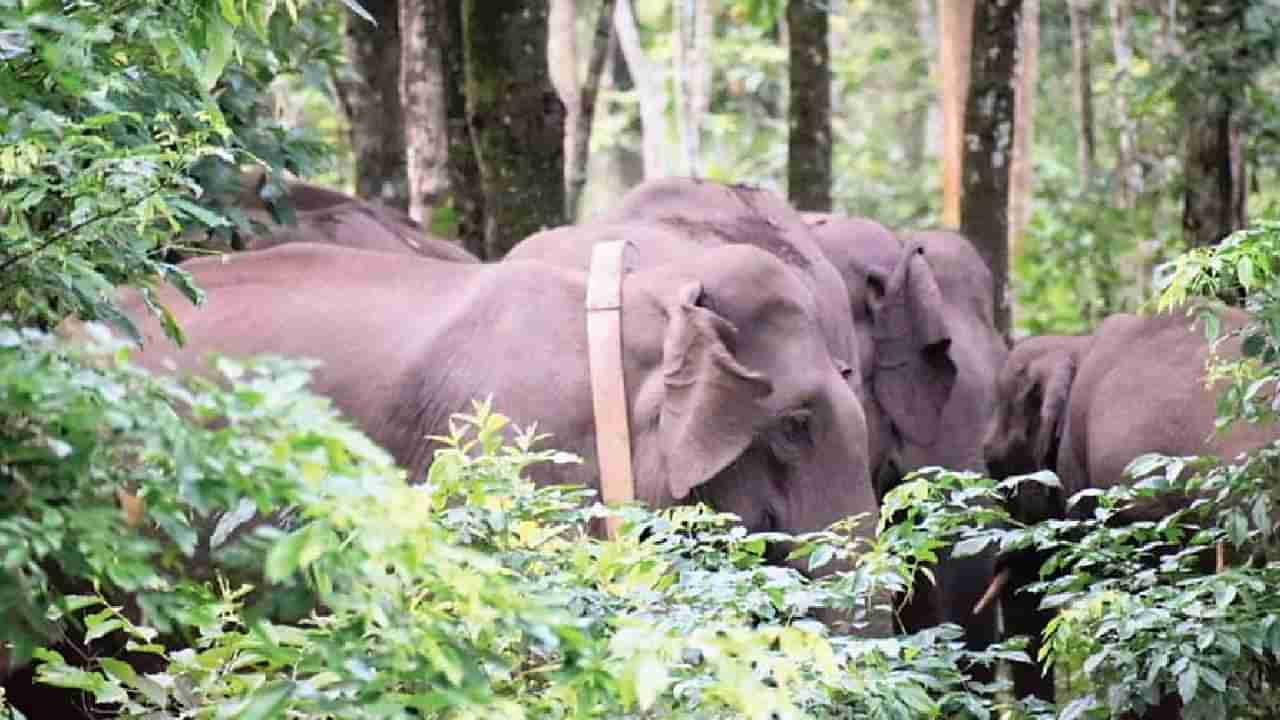 ಹನಿ ಟ್ಯ್ರಾಪ್ ಮೂಲಕ​ ಕಾಡಾನೆಗಳ ಸೆರೆಗೆ ಮುಂದಾದ ಅರಣ್ಯ ಇಲಾಖೆ: ಹೆಣ್ಣಾನೆಗಳಿಗೆ ರೇಡಿಯೋ ಕಾಲರ್ ಅವಳವಡಿಕೆ