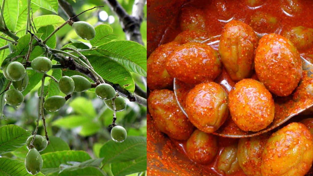 Hog Plum: ಅಮಟೆಕಾಯಿ ಆರೋಗ್ಯ ಪ್ರಯೋಜನ ಹಾಗು ರುಚಿಕರ ಅಡುಗೆ ರೆಸಿಪಿಗಳು Hog Plum: ಅಮಟೆಕಾಯಿ ಆರೋಗ್ಯ ಪ್ರಯೋಜನ ಹಾಗು ರುಚಿಕರ ಅಡುಗೆ ರೆಸಿಪಿಗಳು