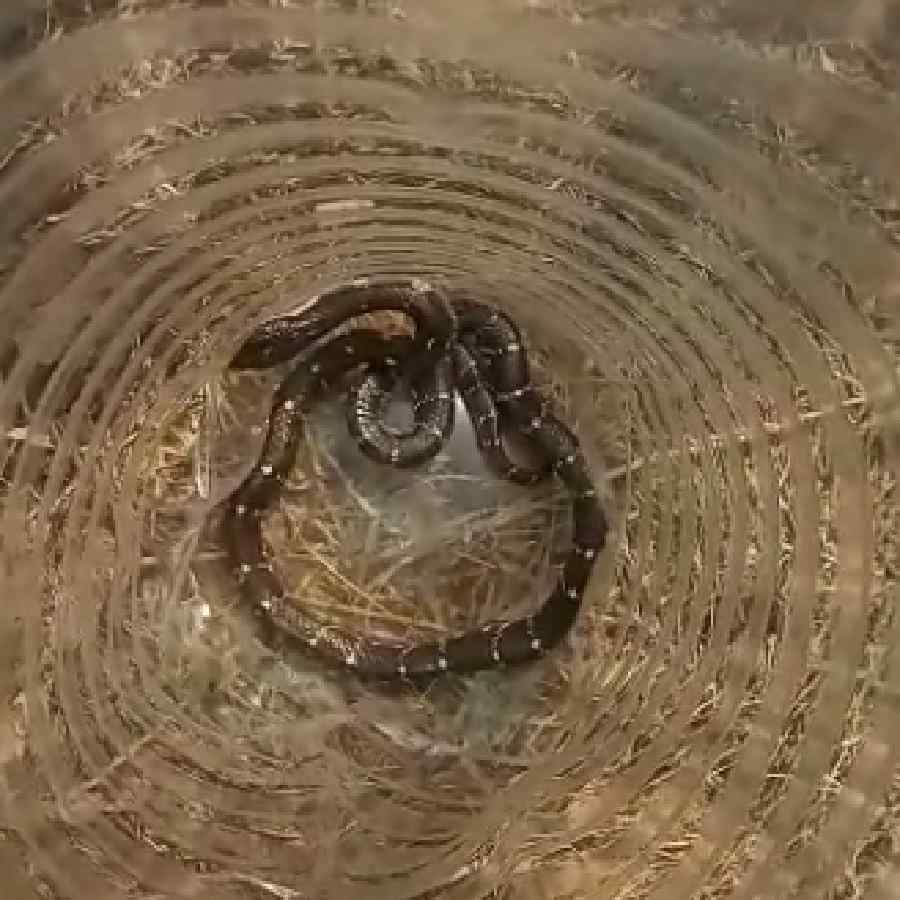 Indian Common Curet Snake Found Under Car in Gadag
