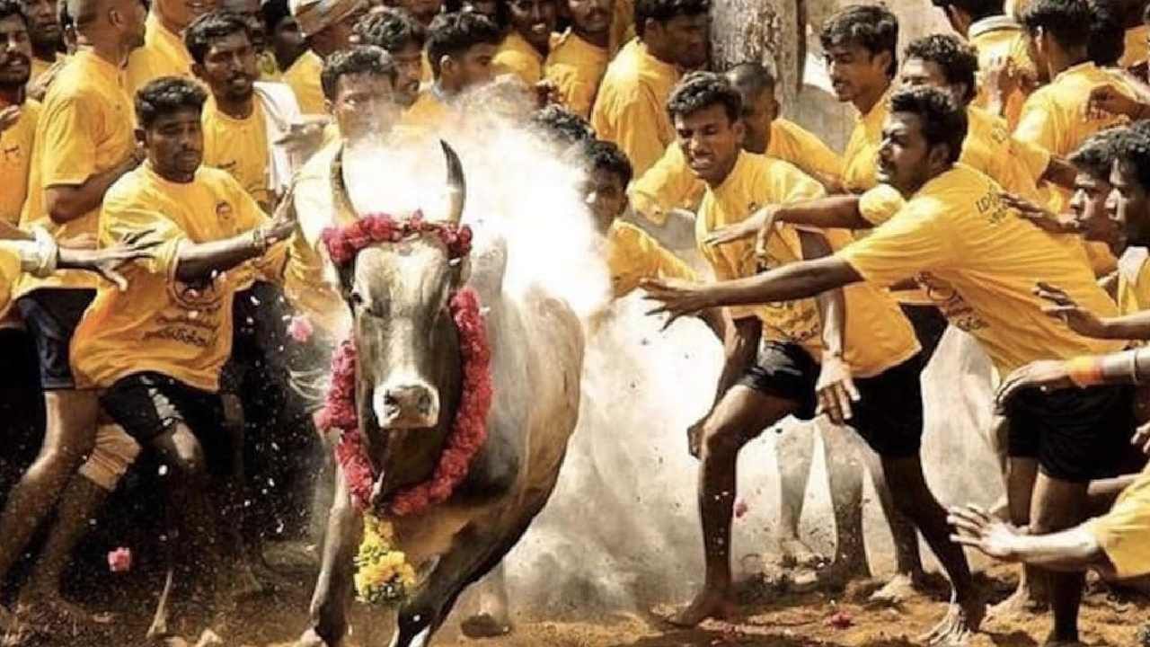 Jallikattu: ಕಂಬಳ, ಜಲ್ಲಿಕಟ್ಟು ಸ್ಪರ್ಧೆಗೆ ಅವಕಾಶ ನೀಡುವ ಕಾನೂನು ಎತ್ತಿ ಹಿಡಿದ ಸುಪ್ರೀಂಕೋರ್ಟ್ Jallikattu: ಕಂಬಳ, ಜಲ್ಲಿಕಟ್ಟು ಸ್ಪರ್ಧೆಗೆ ಅವಕಾಶ ನೀಡುವ ಕಾನೂನು ಎತ್ತಿ ಹಿಡಿದ ಸುಪ್ರೀಂಕೋರ್ಟ್