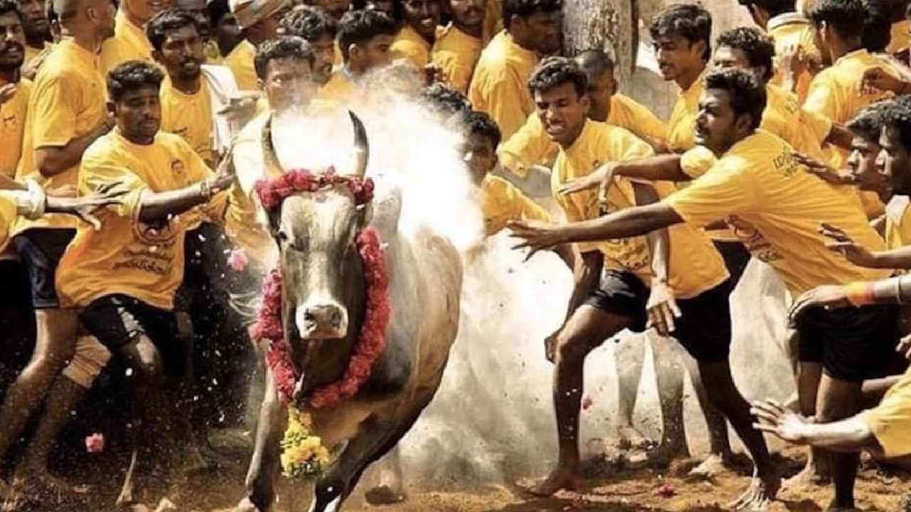 Jallikattu: ಕಂಬಳ, ಜಲ್ಲಿಕಟ್ಟು ಸ್ಪರ್ಧೆಗೆ ಅವಕಾಶ ನೀಡುವ ಕಾನೂನು ಎತ್ತಿ ಹಿಡಿದ ಸುಪ್ರೀಂಕೋರ್ಟ್​