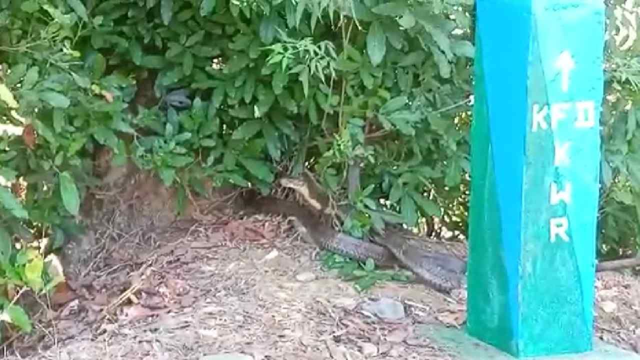 huge king cobra rescue in Ankola Uttara Kannada
