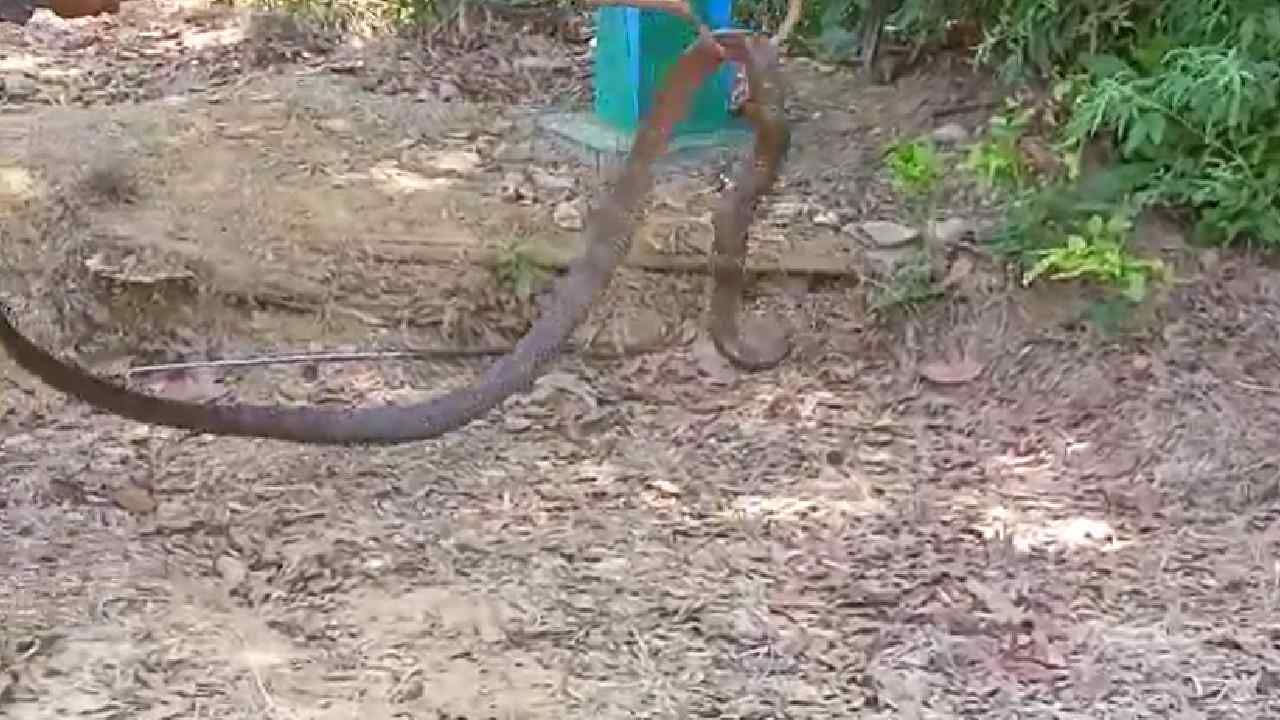 huge king cobra rescue in Ankola Uttara Kannada
