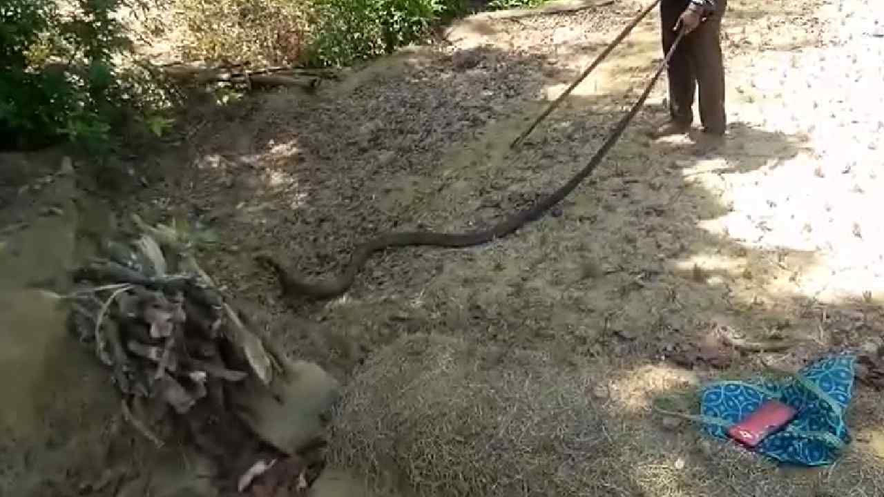 huge king cobra rescue in Ankola Uttara Kannada
