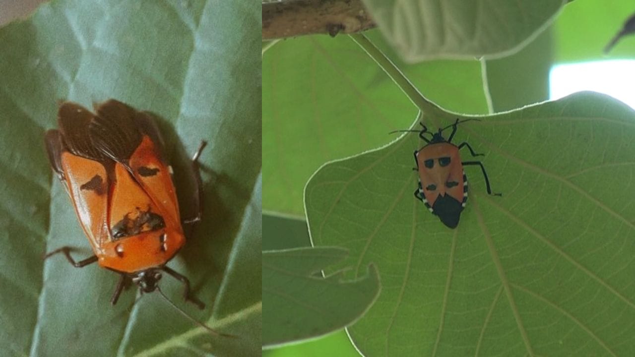 Man Van Insect ಇನ್ನು ರೆಕ್ಕೆಯ ಮೇಲೆ ಮನುಷ್ಯನ ಮುಖ ಹೋಲುವ ಚಿತ್ರ ಇರುವ ಚಿಟ್ಟೆ ಉತ್ತರ ಕನ್ನಡದಲ್ಲೂ ...