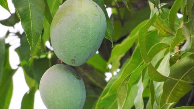 ಮಾವಿನ ಎಲೆಗಳ ಬಹುಮುಖ ಉಪಯೋಗಗಳು: ಮಧುಮೇಹ ಚಿಕಿತ್ಸೆಯಿಂದ ಚರ್ಮದ ಆರೈಕೆಯವರೆಗೆ