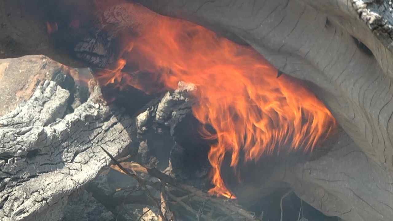 Miscreants set fire to tree trunk in Chikkaballapura tree that has been burning for three days
