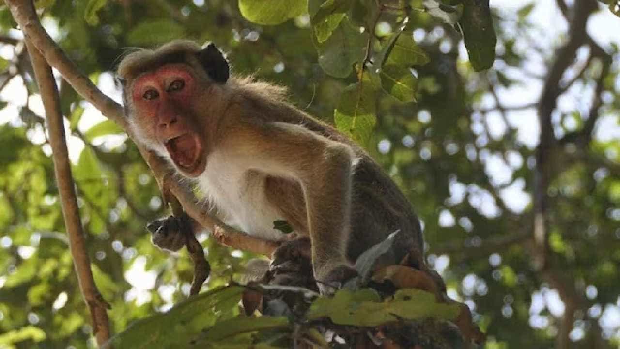Uttar Pradesh: ಉತ್ತರ ಪ್ರದೇಶದ ಹಾಪುರದಲ್ಲಿ 40 ಮಂಗಗಳ ಸಾವು