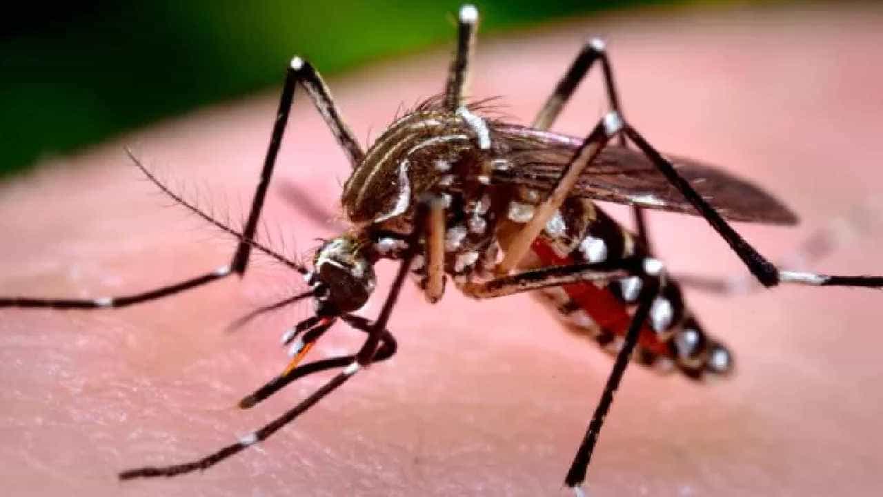 Soap Attracts Mosquitoes: ನೀವು ಮೈಗೆ ಹಚ್ಚಿರುವ ಸೋಪು ಸೊಳ್ಳೆಗಳನ್ನು ಆಕರ್ಷಿಸುತ್ತೆ ಗೊತ್ತೇ? Soap Attracts Mosquitoes: ನೀವು ಮೈಗೆ ಹಚ್ಚಿರುವ ಸೋಪು ಸೊಳ್ಳೆಗಳನ್ನು ಆಕರ್ಷಿಸುತ್ತೆ ಗೊತ್ತೇ?
