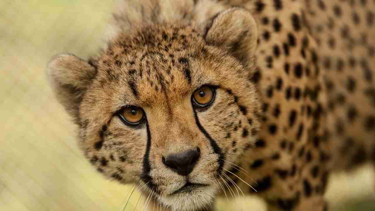 Cheetah: ಕೆಎನ್‌ಪಿ ಉದ್ಯಾನವನದಿಂದ ಮತ್ತೊಂದು ಚೀತಾ ಕಾಡಿಗೆ