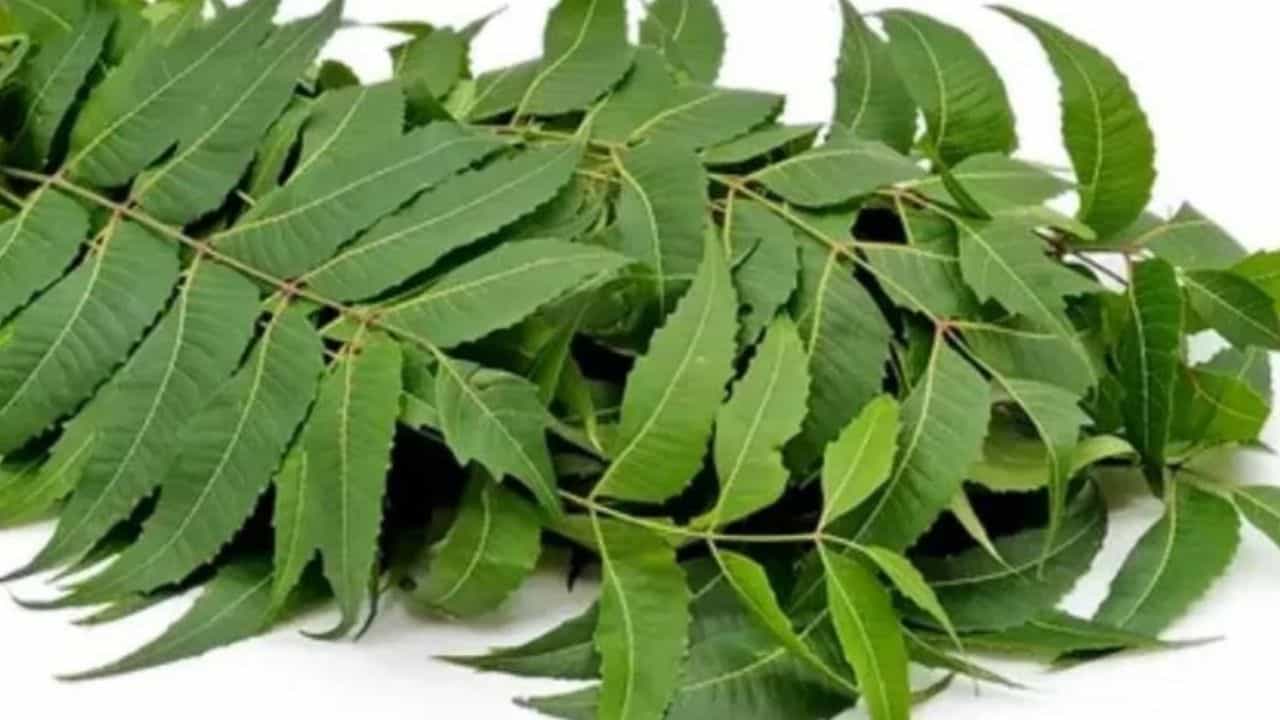 Neem Benefits: ಒಟ್ಟಾರೆ ಆರೋಗ್ಯಕ್ಕಾಗಿ ಬೇವಿನ ಪ್ರಯೋಜನಗಳನ್ನು ತಿಳಿದುಕೊಳ್ಳಿ Neem Benefits: ಒಟ್ಟಾರೆ ಆರೋಗ್ಯಕ್ಕಾಗಿ ಬೇವಿನ ಪ್ರಯೋಜನಗಳನ್ನು ತಿಳಿದುಕೊಳ್ಳಿ