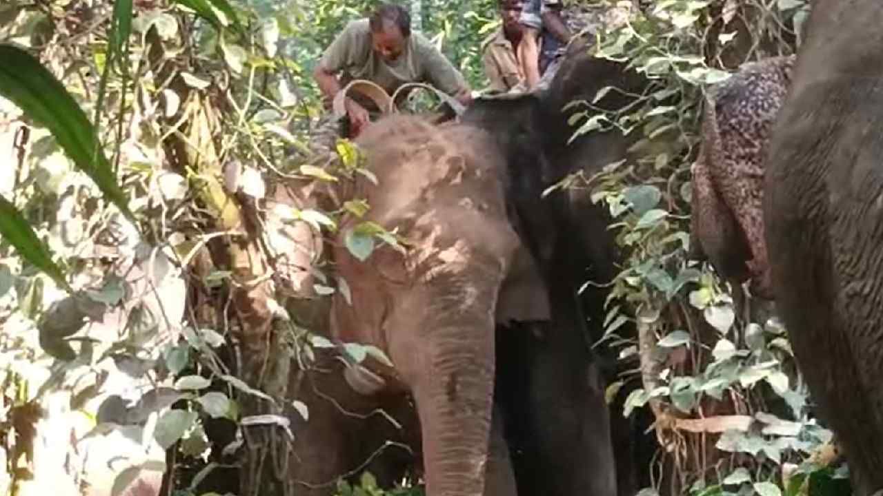 Radio collar installation operation for wild elephants successful in Hassan
