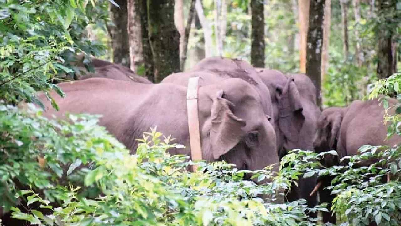 Radio collar installation operation for wild elephants successful in Hassan
