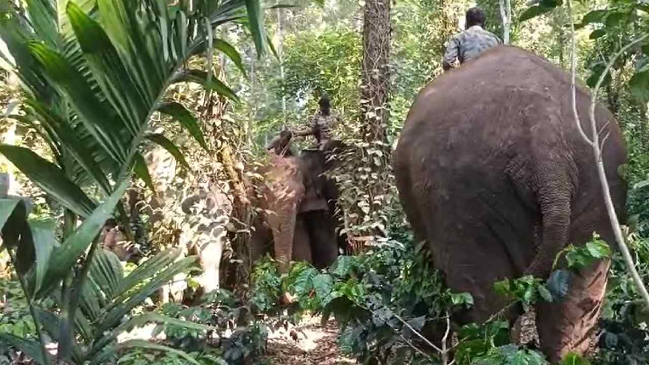 Radio collar installation operation for wild elephants successful in Hassan
