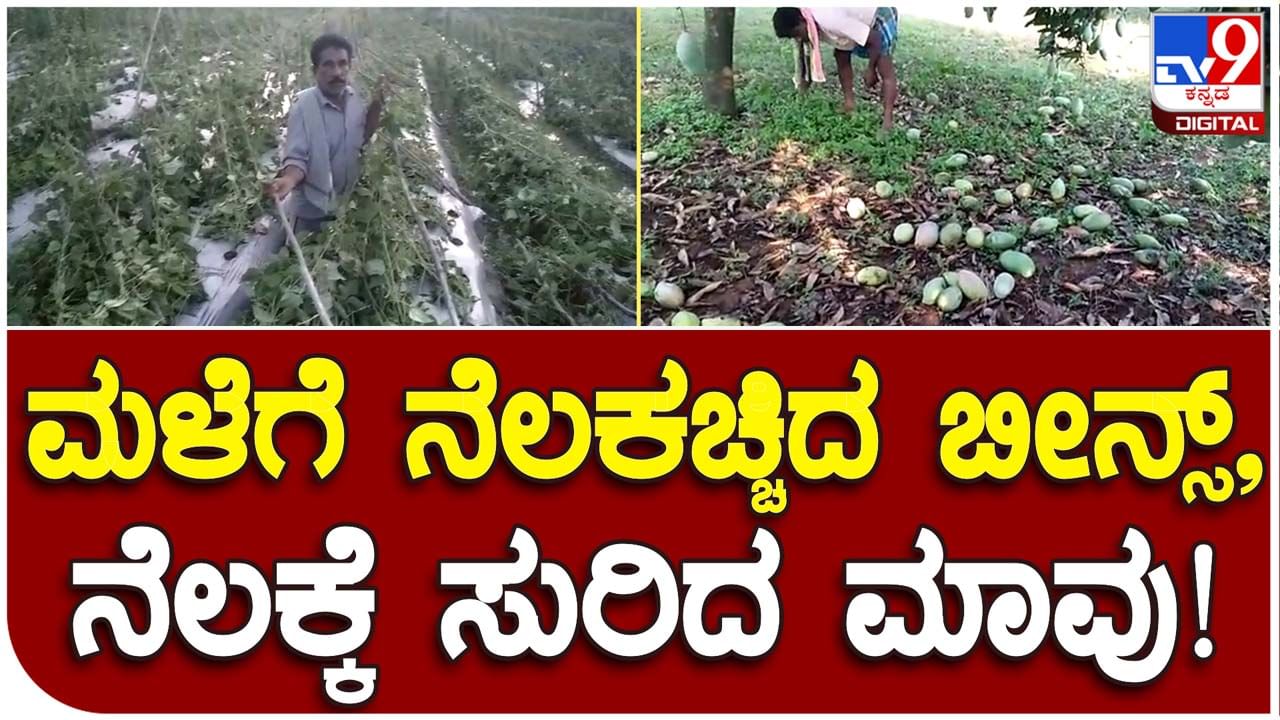 Rain impact in Kolar: ಕೋಲಾರದಲ್ಲೂ ಭಾರಿ ಮಳೆ, ನೆಲಕಚ್ಚಿದ ಬೀನ್ಸ್ ಬೆಳೆ ಮತ್ತು ನೆಲಕ್ಕುದುರಿದ ಮಾವು