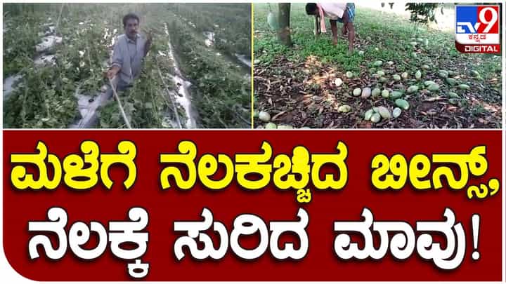 Rain impact in Kolar: ಕೋಲಾರದಲ್ಲೂ ಭಾರಿ ಮಳೆ, ನೆಲಕಚ್ಚಿದ ಬೀನ್ಸ್ ಬೆಳೆ ಮತ್ತು ನೆಲಕ್ಕುದುರಿದ ಮಾವು Rain impact in Kolar: ಕೋಲಾರದಲ್ಲೂ ಭಾರಿ ಮಳೆ, ನೆಲಕಚ್ಚಿದ ಬೀನ್ಸ್ ಬೆಳೆ ಮತ್ತು ನೆಲಕ್ಕುದುರಿದ ಮಾವು