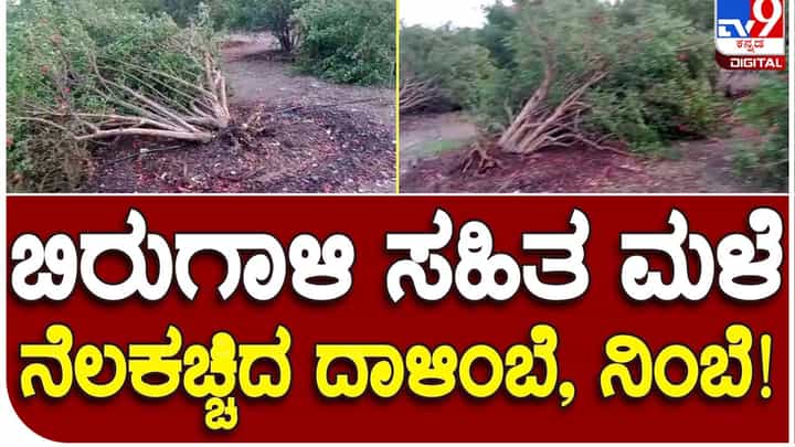 Rains damage crops: ವಿಜಯಪುರದಲ್ಲಿ ಜೋರು ಗಾಳಿ ಮತ್ತು ಮಳೆಗೆ ದಾಳಿಂಬೆ ಮತ್ತು ನಿಂಬೆ ಬೆಳೆ ನಾಶ, ರೈತರು ಕಂಗಾಲು Rains damage crops: ವಿಜಯಪುರದಲ್ಲಿ ಜೋರು ಗಾಳಿ ಮತ್ತು ಮಳೆಗೆ ದಾಳಿಂಬೆ ಮತ್ತು ನಿಂಬೆ ಬೆಳೆ ನಾಶ, ರೈತರು ಕಂಗಾಲು