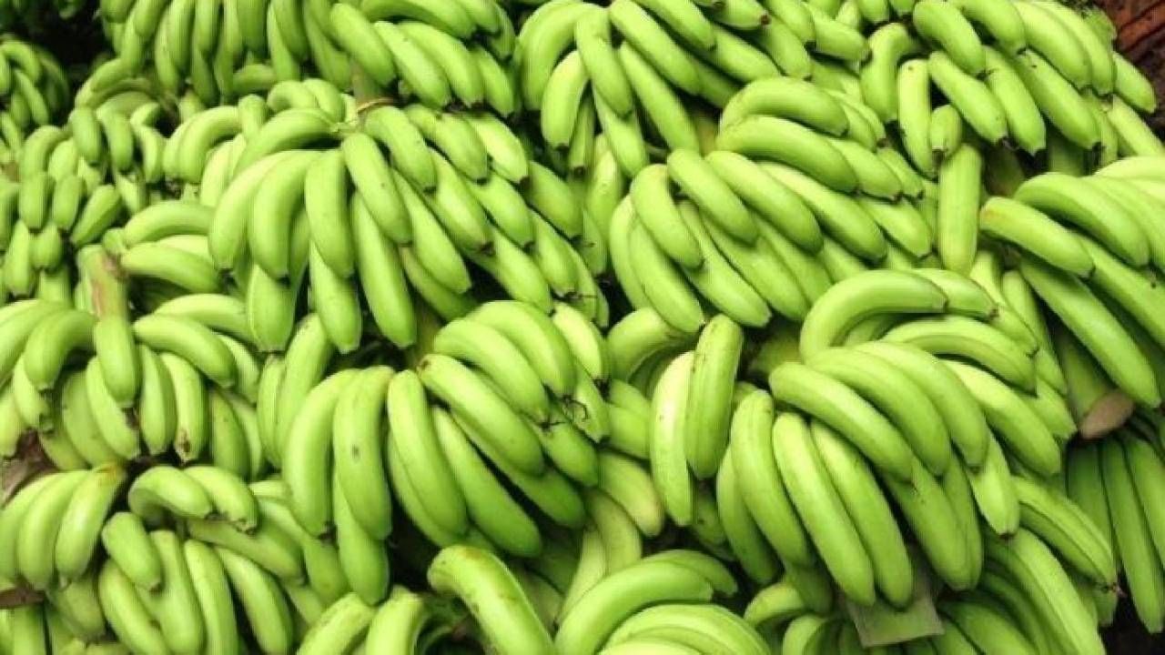 Raw Banana: ಬಾಳೆಕಾಯಿಯ ಪ್ರಯೋಜನಗಳು ಮತ್ತು ಕೆಲವು ರೆಸಿಪಿಗಳು ಇಲ್ಲಿದೆ Raw Banana: ಬಾಳೆಕಾಯಿಯ ಪ್ರಯೋಜನಗಳು ಮತ್ತು ಕೆಲವು ರೆಸಿಪಿಗಳು ಇಲ್ಲಿದೆ