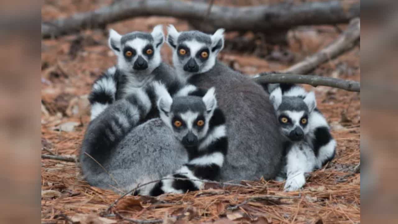 Mysuru zoo: ಮೈಸೂರು ಮೃಗಾಲಯದಲ್ಲಿ ಹೊಸ ಆಕರ್ಷಣೆ, ರಿಂಗ್-ಟೈಲ್ಡ್ ಲೆಮರ್ಗಳಿಗೆ ಸಿದ್ದವಾಯ್ತು ಮನೆ Mysuru zoo: ಮೈಸೂರು ಮೃಗಾಲಯದಲ್ಲಿ ಹೊಸ ಆಕರ್ಷಣೆ, ರಿಂಗ್-ಟೈಲ್ಡ್ ಲೆಮರ್ಗಳಿಗೆ ಸಿದ್ದವಾಯ್ತು ಮನೆ