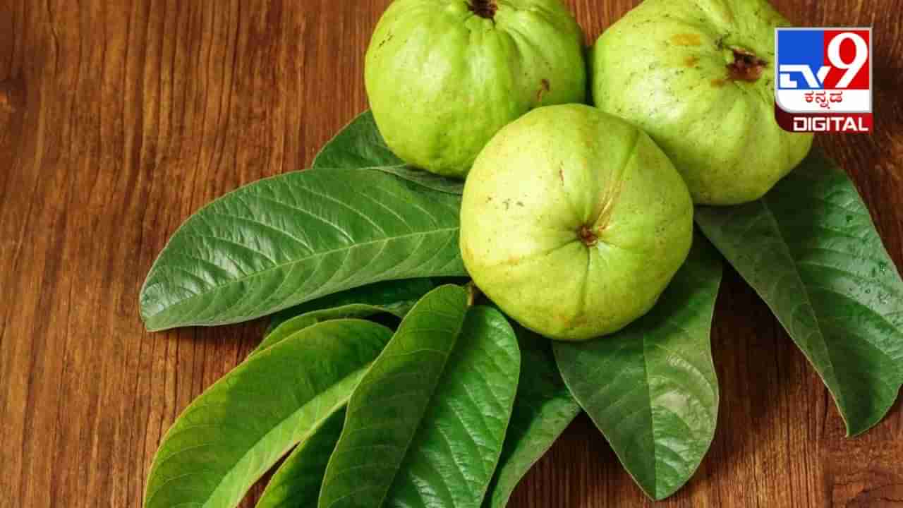 Guava Leaves For Toothache: ಪೇರಳೆ ಹಣ್ಣಿನ ಎಲೆಯಿಂದ ಹಲ್ಲುನೋವು ಮಾಯ