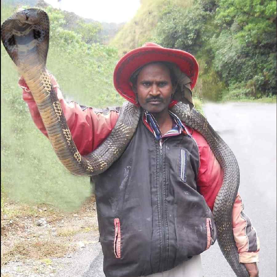 snake rescue specialist dies after being bitten by captured snake in Chikkamagaluru
