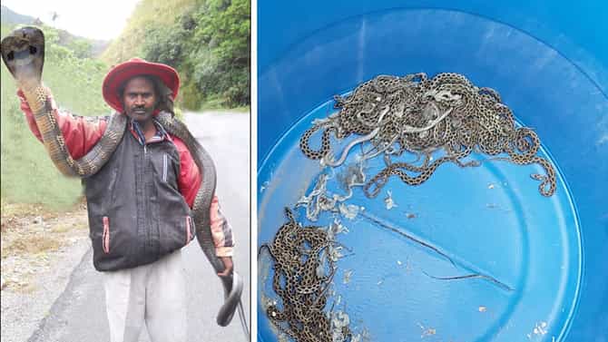 Snake Naresh: ಹಾವು ಕಚ್ಚಿ ಮೃತಪಟ್ಟ ಸ್ನೇಕ್ ನರೇಶ್ ಮನೆಯಲ್ಲಿ ರಾಶಿ ರಾಶಿ ನಾಗರಹಾವು ಪತ್ತೆ